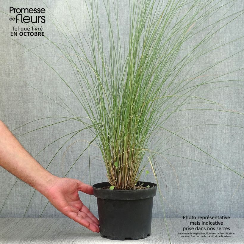 Muhlenbergia capillaris 2L/3L pot sample as delivered in autumn