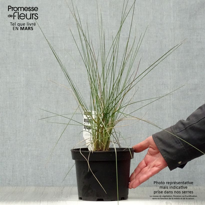 Muhlenbergia capillaris 2L/3L pot sample as delivered in spring