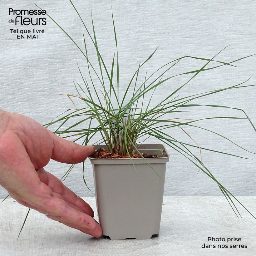 Muhlenbergia capillaris 8/9 cm pot sample as delivered in spring