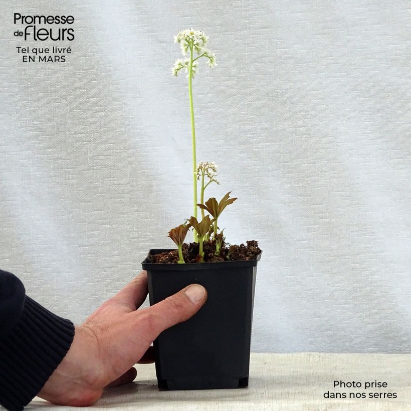 Mukdenia rossii 8/9 cm pot sample as delivered in spring