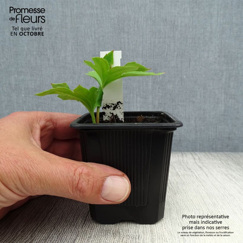 Mukdenia rossii 8/9 cm pot sample as delivered in autumn