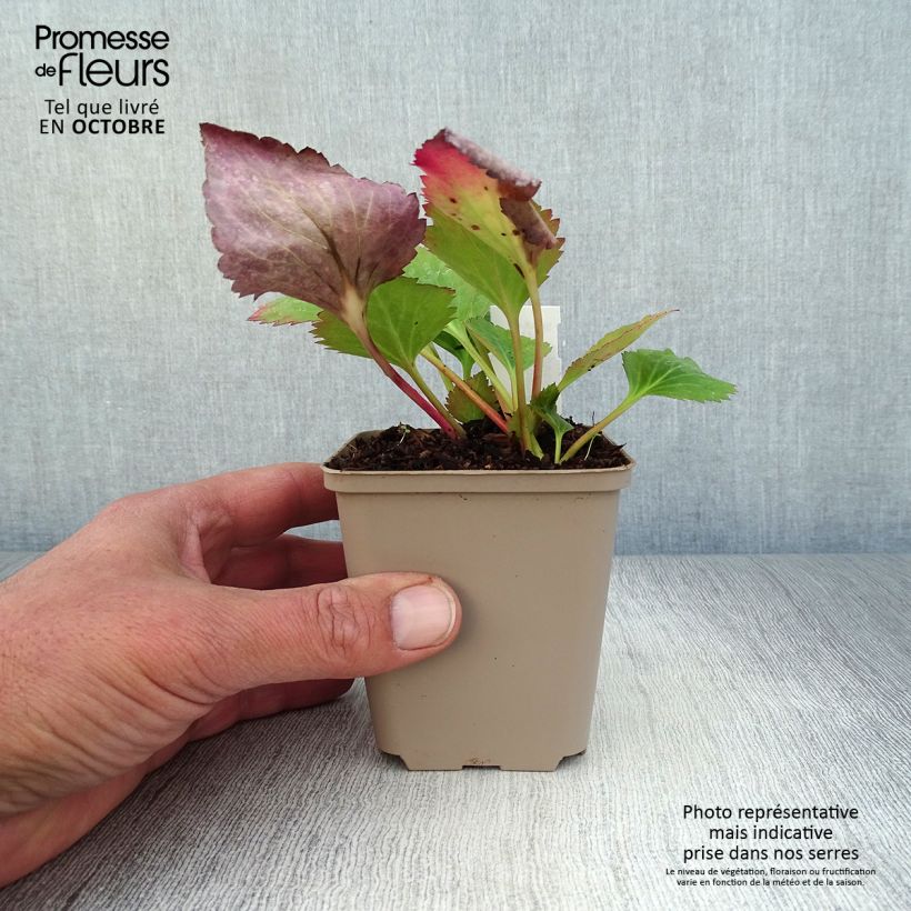 Mukgenia Nova Flame 8/9 cm pot sample as delivered in autumn