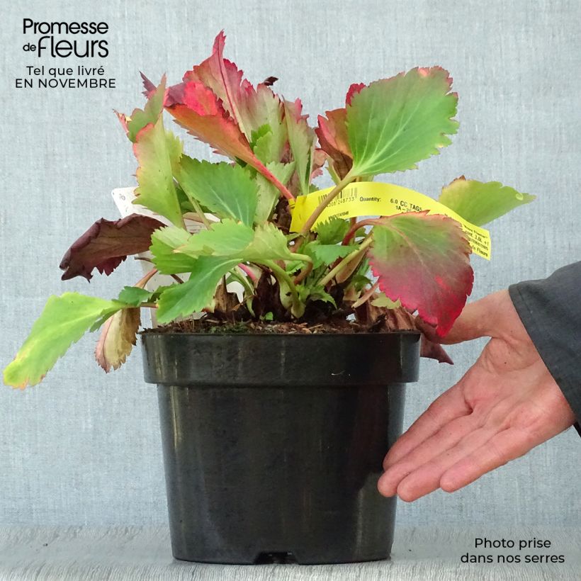 Mukgenia Nova Flame 3L/4L pot sample as delivered in autumn