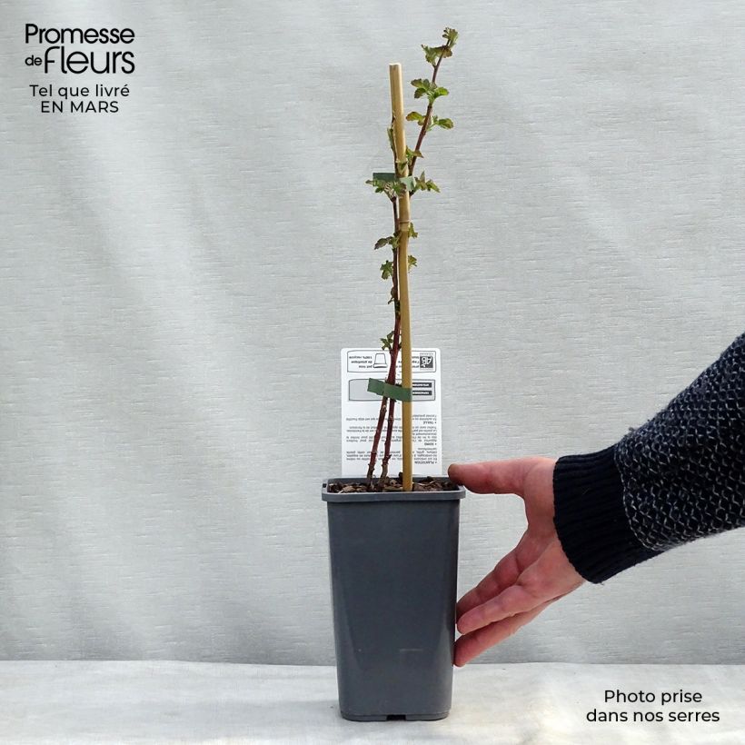 Organic Buckingham Tayberry 1.5L/2L pot sample as delivered in spring