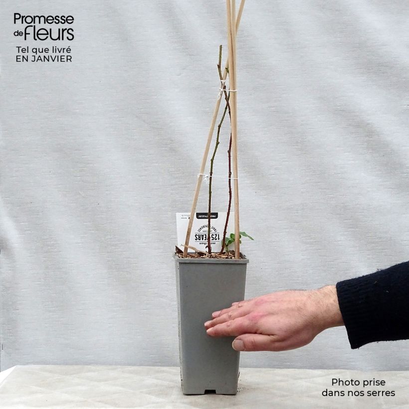 Example of Rubus Buckingham Tayberry 1.5L/2L pot, Clump as you get in hiver