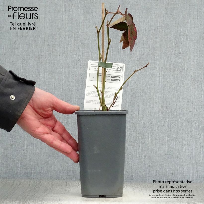 Organic Blackberry Dirksen - Rubus fruticosus 1L/1.5L pot sample as delivered in winter