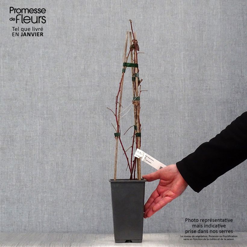 Rubus fruticosus Medana Tayberry 1.5L/2L pot sample as delivered in winter