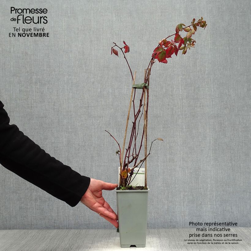 Everbearing Blackberry Reuben  - Rubus fruticosus 1.5L/2L pot sample as delivered in autumn