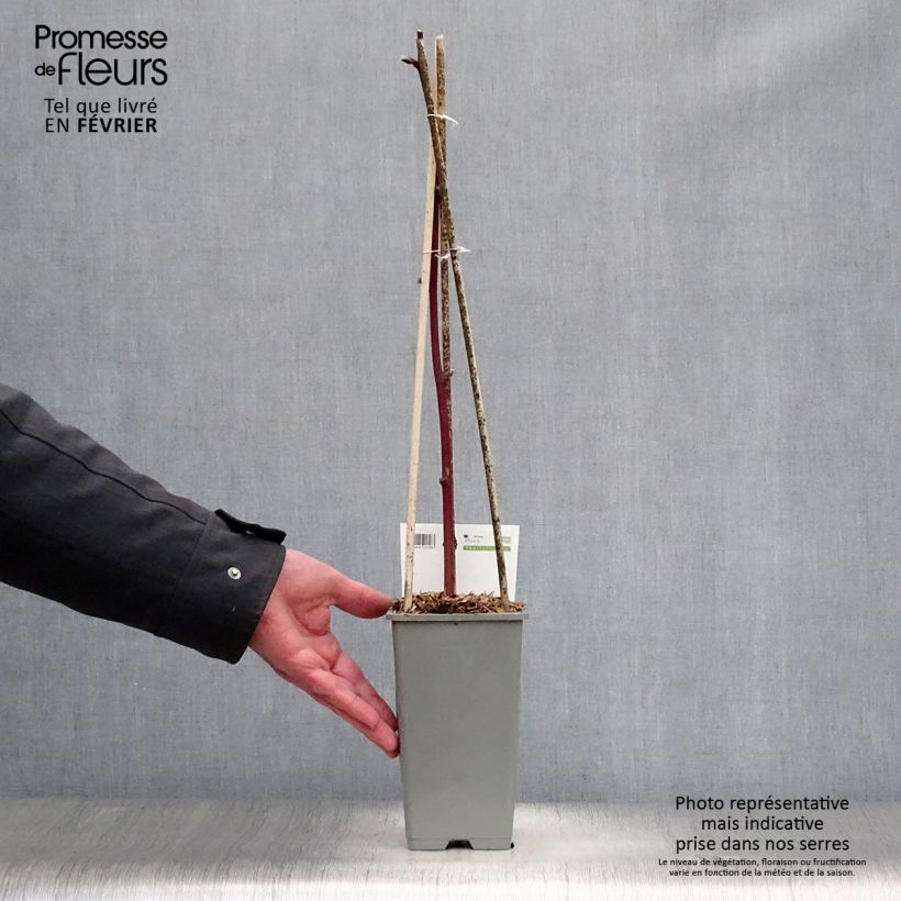 Everbearing Blackberry Reuben  - Rubus fruticosus 1.5L/2L pot sample as delivered in winter