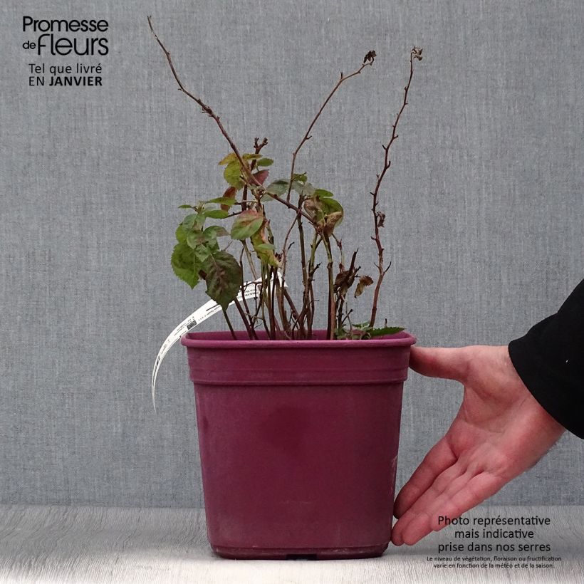 Rubus fruticosus Purple Opal - Blackberry 4L/5L pot sample as delivered in winter