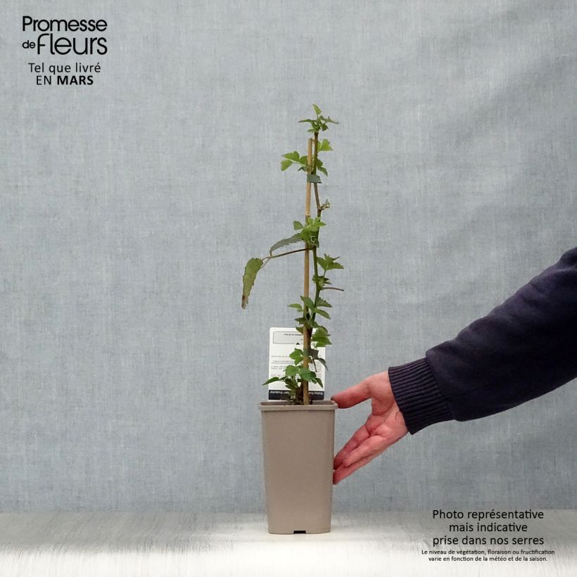 Blackberry Asterina - Rubus fruticosus 1.5L/2L pot sample as delivered in spring