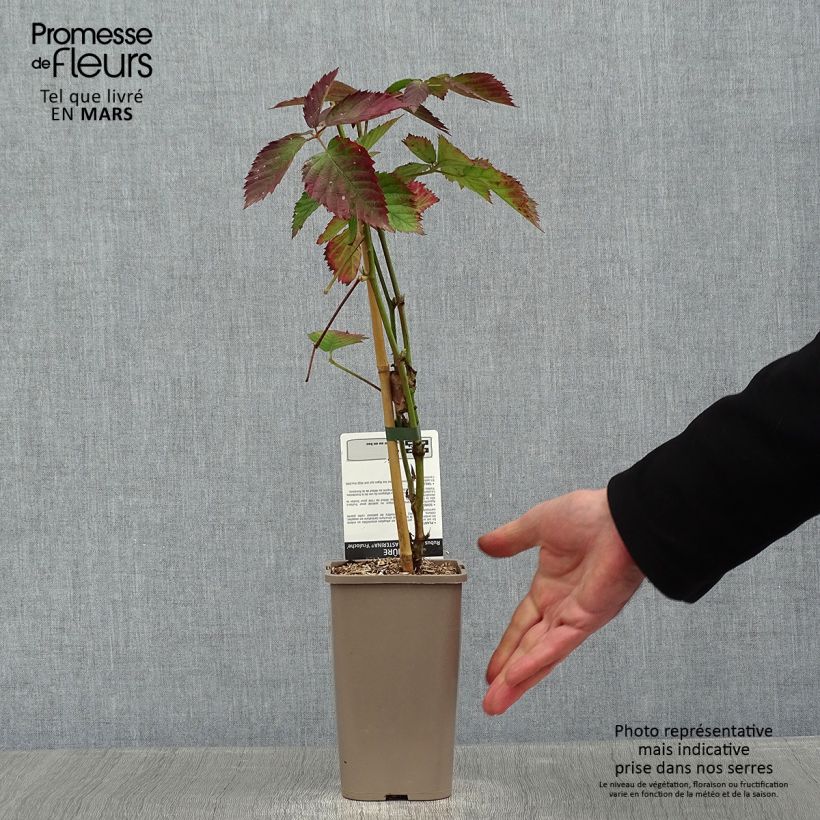 Example of Blackberry Asterina - Rubus fruticosus 1.5L/2L pot as you get in hiver