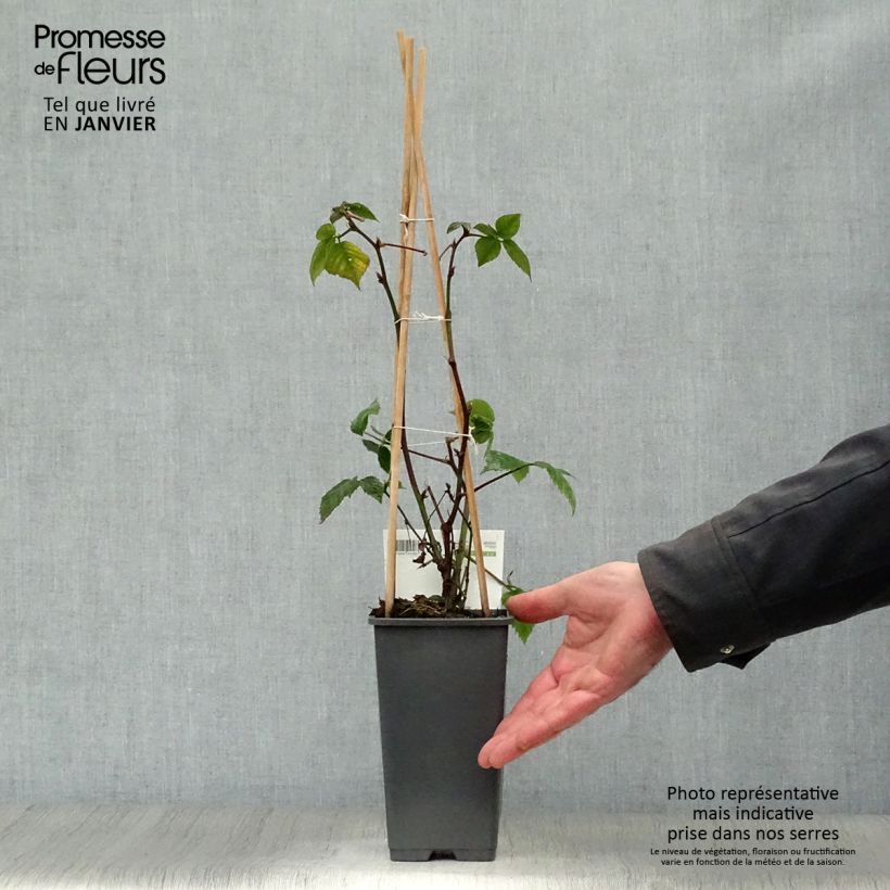 Thornless Blackberry Black Satin - Rubus fruticosus 1.5L/2L pot, Clump sample as delivered in winter