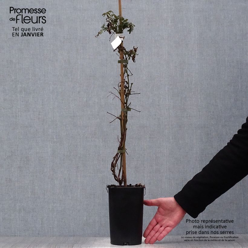 Thornless Blackberry Garden Giant  - Rubus fruticosus 2L/3L pot sample as delivered in winter