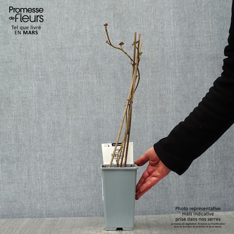 Thornless Loganberry - Raspberry-Blackberry 1.5L/2L pot, Clump sample as delivered in winter