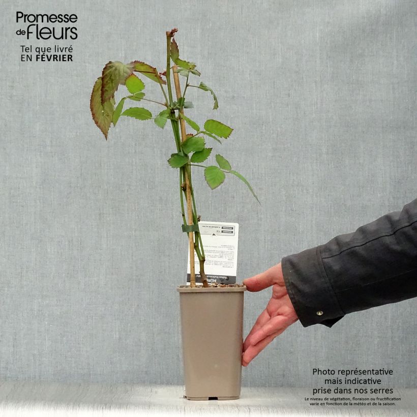 Thornless Blackberry Navaho - Rubus fruticosus 1.5L/2L pot, Clump sample as delivered in winter