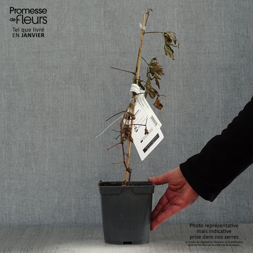 Thornless Blackberry Oregon Thornless - Rubus fruticosus 2L/3L pot sample as delivered in winter