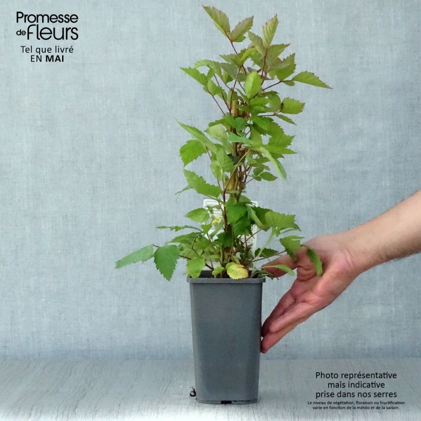 Thornless Blackberry Triple Crown Bio - Rubus fruticosus 1.5L/2L pot sample as delivered in spring