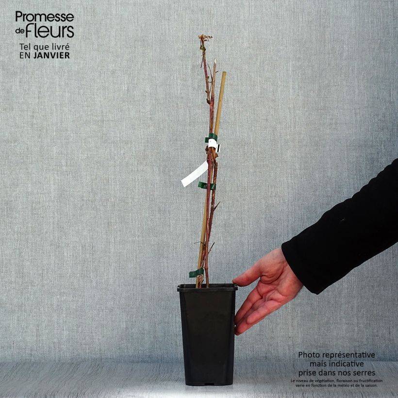 Rubus Tayberry Bounty Berry 1.5L/2L pot sample as delivered in winter