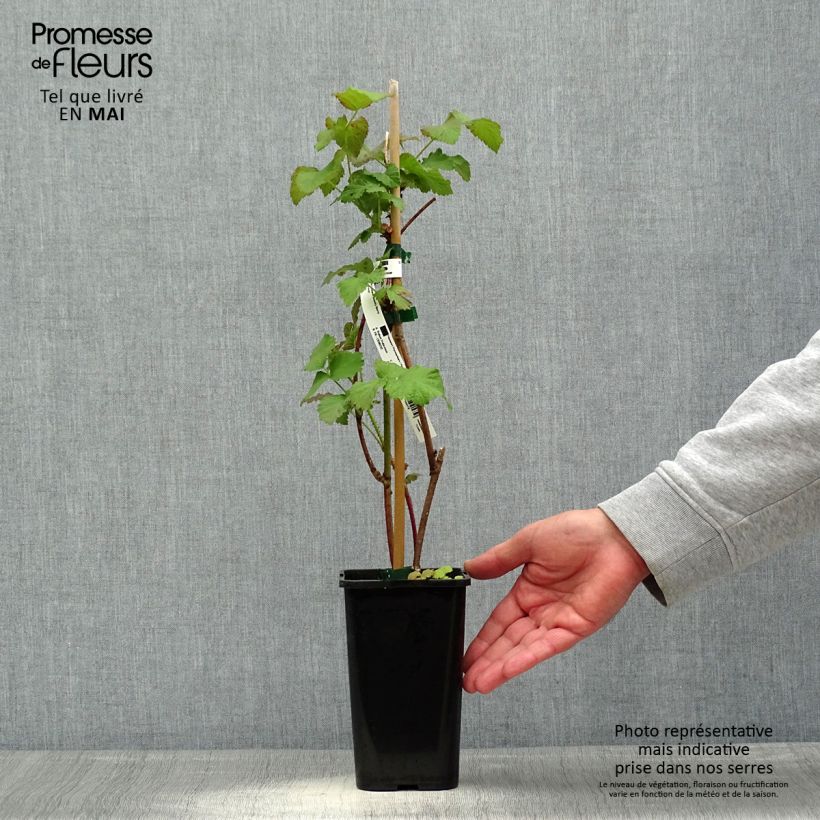 Rubus Tayberry Bounty Berry 1.5L/2L pot sample as delivered in spring