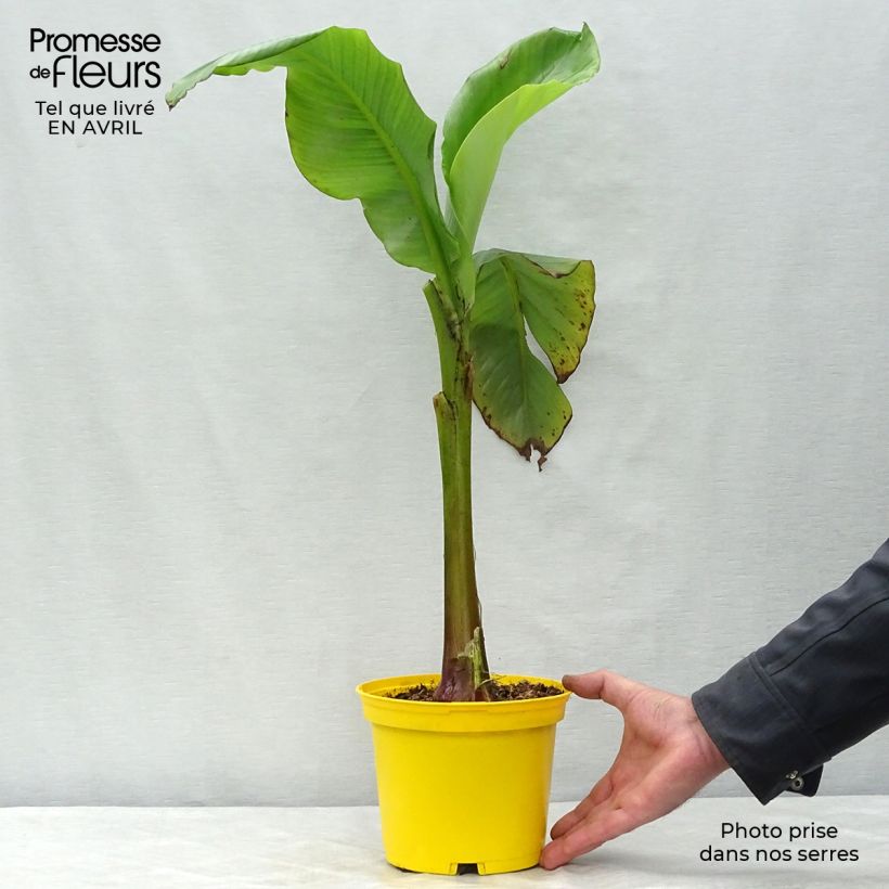 Musa basjoo - Hardy Banana 1.5L/2L pot sample as delivered in spring