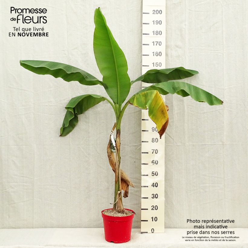 Musa basjoo - Hardy Banana 4L/5L pot sample as delivered in autumn