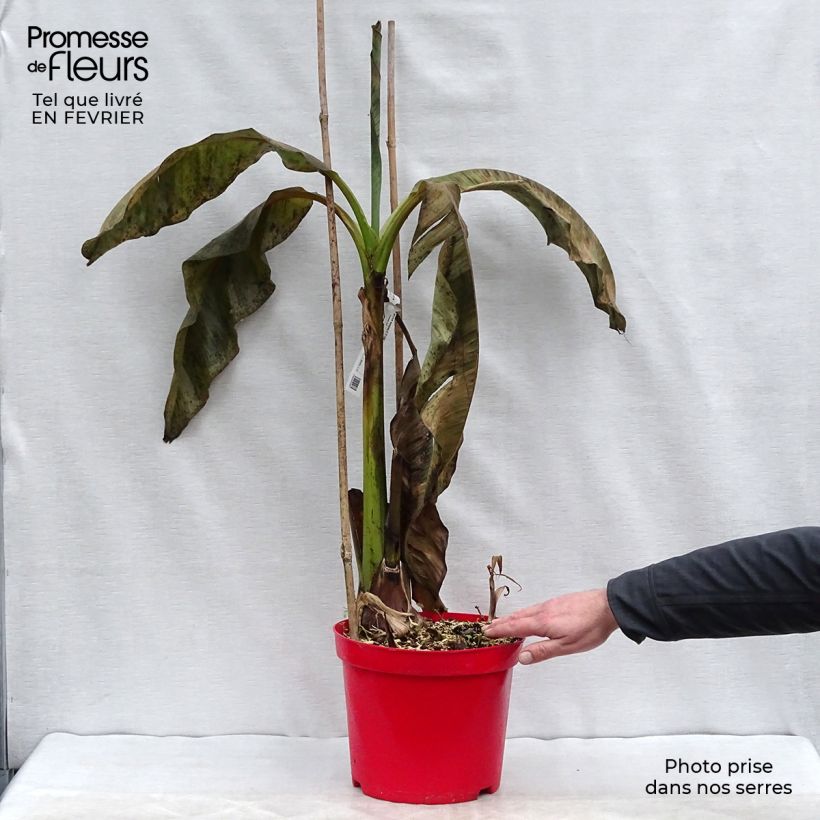 Musa basjoo - Hardy Banana 4L/5L pot sample as delivered in winter