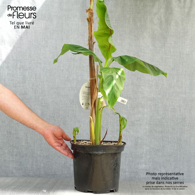 Musa basjoo - Hardy Banana 4L/5L pot sample as delivered in spring