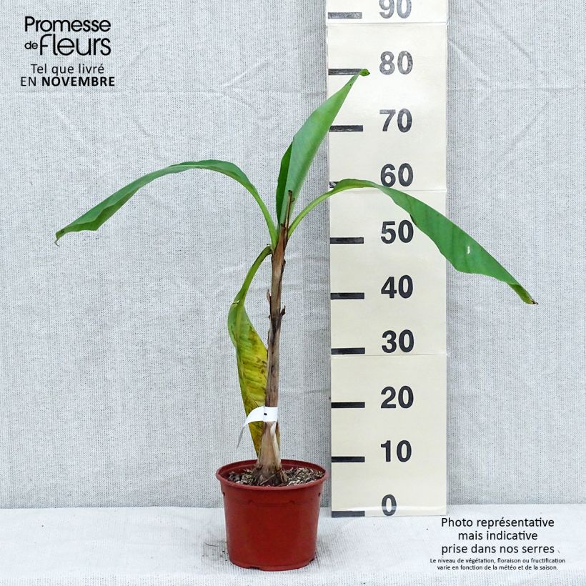 Musa basjoo - Hardy Banana 1.5L/2L pot sample as delivered in autumn