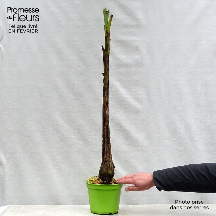 Musa basjoo - Hardy Banana 1.5L/2L pot sample as delivered in winter