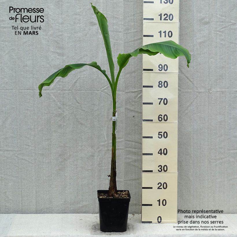 Musa basjoo Sakhalin - Hardy Banana 4L/5L pot sample as delivered in spring