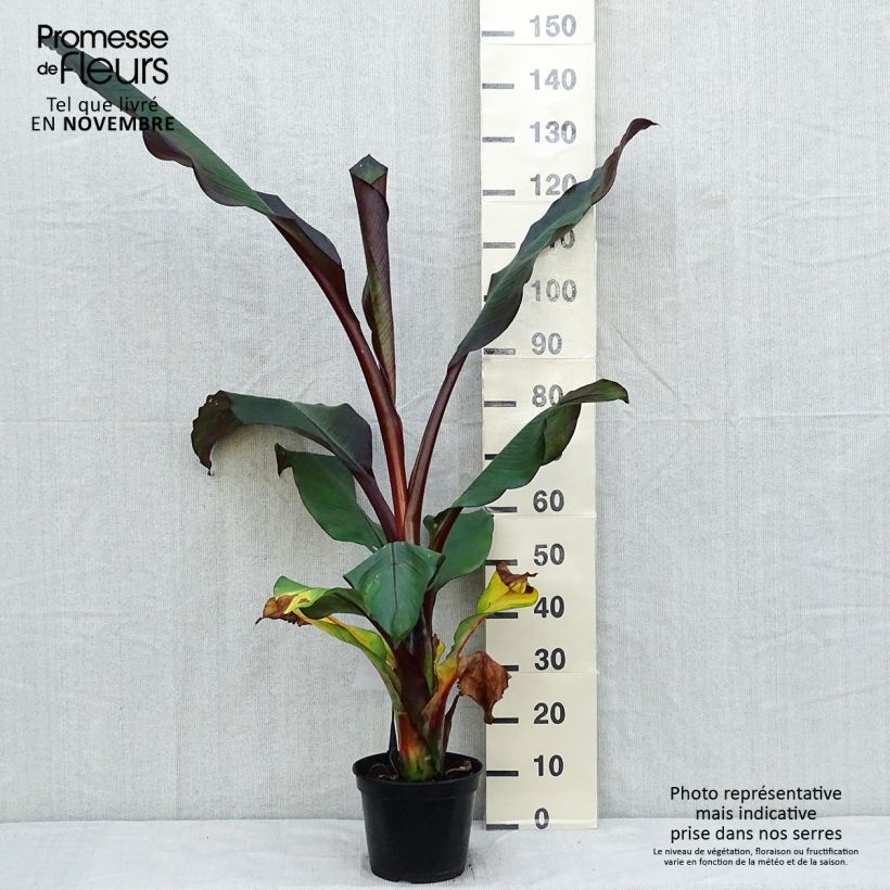 Ensete ventricosum Maurelii - Ethiopian Black Banana 7.5L/10L pot sample as delivered in autumn
