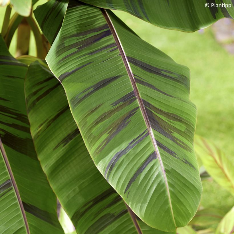 Musa sikkimensis  Ever Red - Hardy Banana (Foliage)