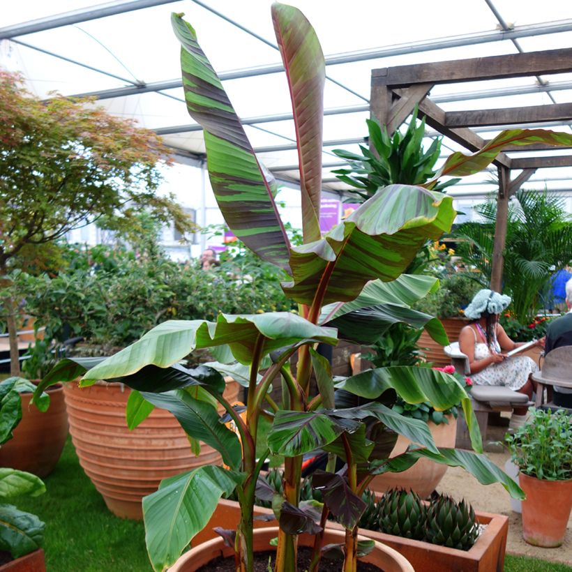 Musa sikkimensis  Ever Red - Hardy Banana (Plant habit)