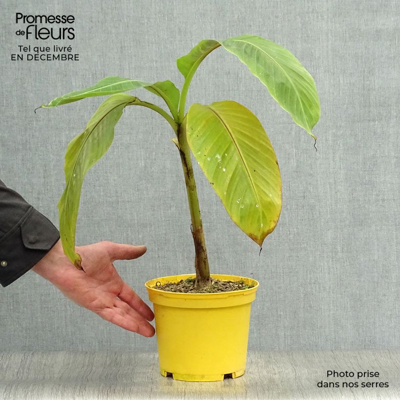 Musa sikkimensis Red Tiger - Hardy Banana 3L/4L pot sample as delivered in winter