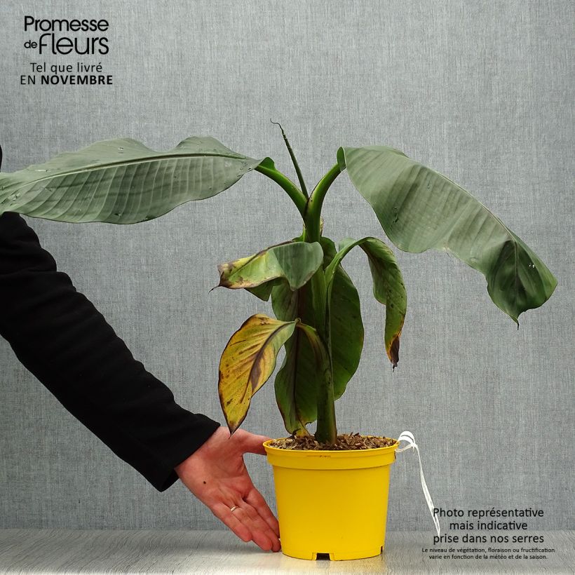 Musa sikkimensis Red Tiger - Hardy Banana 3L/4L pot sample as delivered in autumn