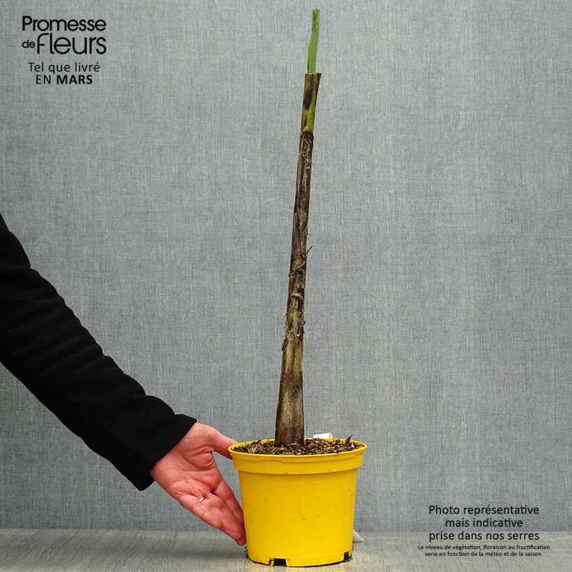 Musa sikkimensis Red Tiger - Hardy Banana 3L/4L pot sample as delivered in spring