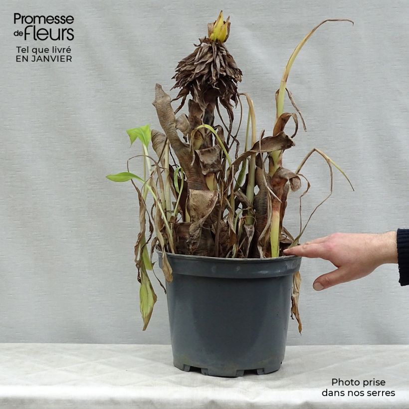 Musa velutina - Banana 7.5L/10L pot sample as delivered in winter