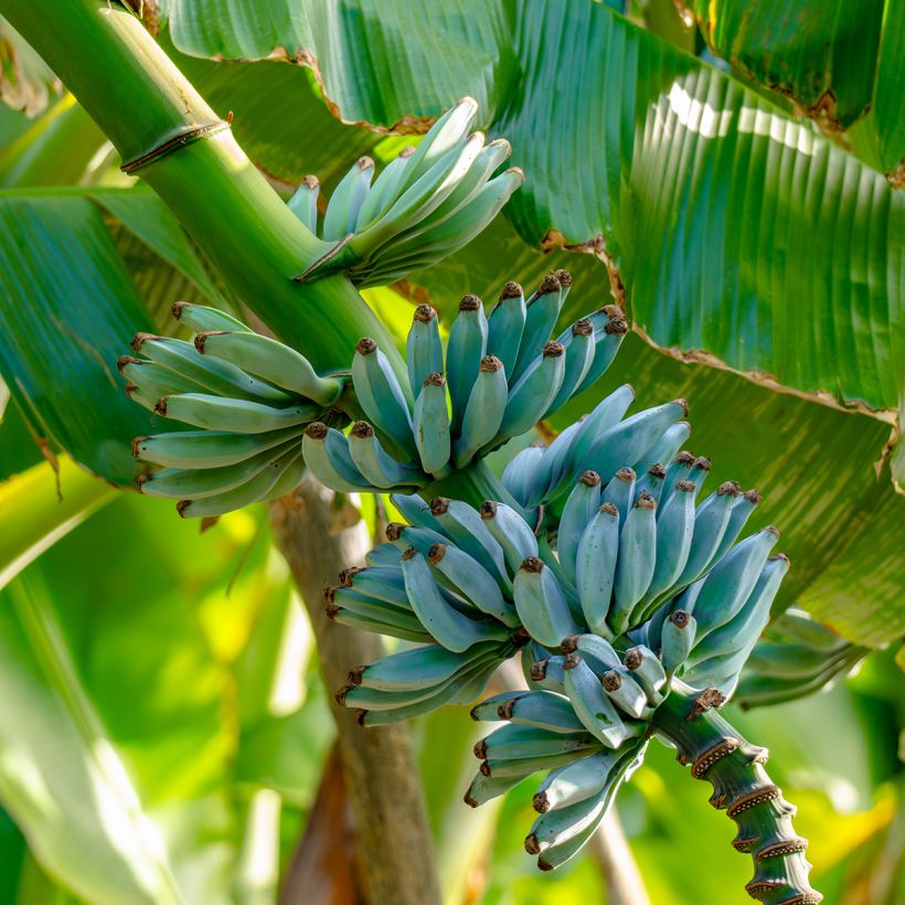 Musa acuminata balbisiana Ice Cream - Banana (Harvest)