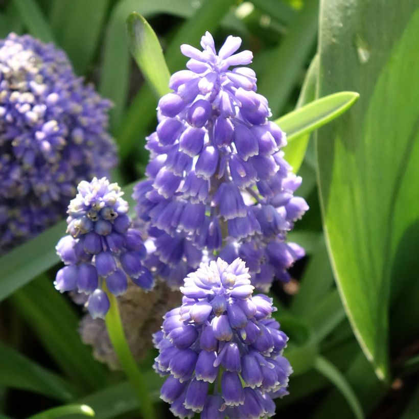 Muscari armeniacum Fantasy Creation (Flowering)