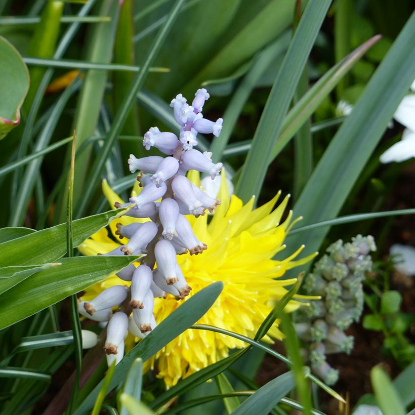 Muscari muscarimi (Flowering)