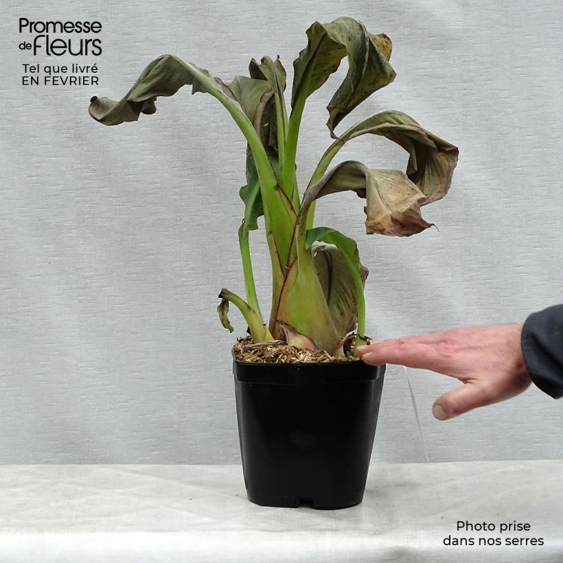 Musella lasiocarpa - Golden Lotus Banana 2L/3L pot sample as delivered in winter