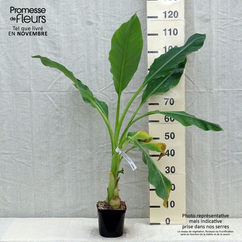 Musella lasiocarpa - Golden Lotus Banana 2L/3L pot sample as delivered in autumn