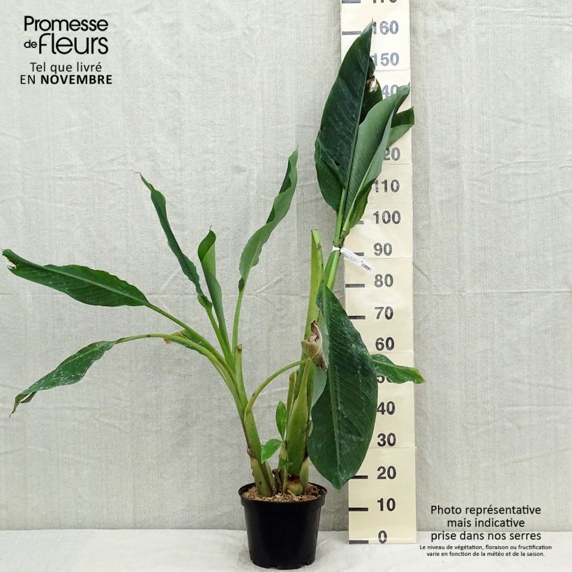 Musella lasiocarpa - Golden Lotus Banana 4L/5L pot sample as delivered in autumn