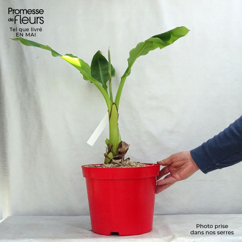 Musella lasiocarpa - Golden Lotus Banana 4L/5L pot sample as delivered in spring