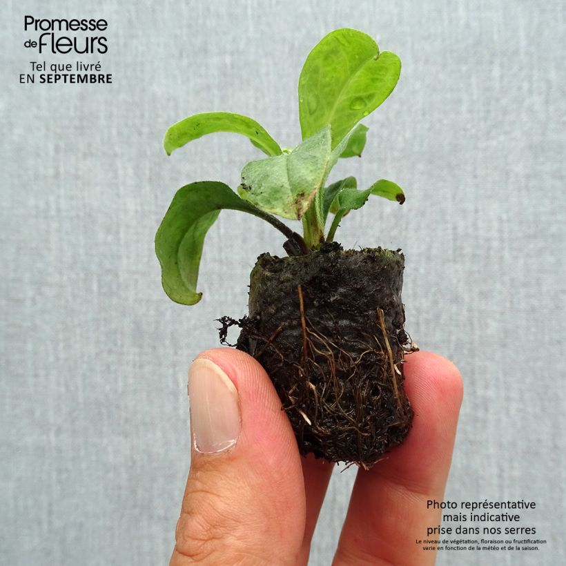 Myosotis Myomark Plug plant 3/4cm sample as delivered in autumn