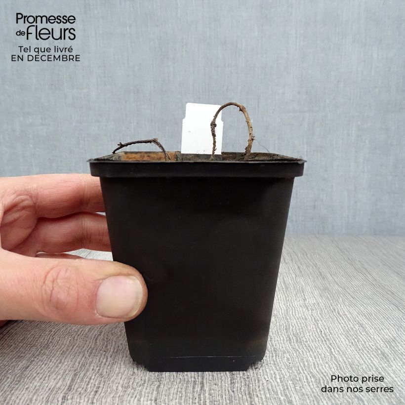 Myriophyllum spicatum 8/9 cm pot sample as delivered in winter