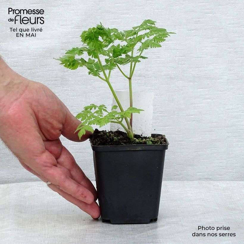 Myrrhis odorata 8/9 cm pot sample as delivered in spring