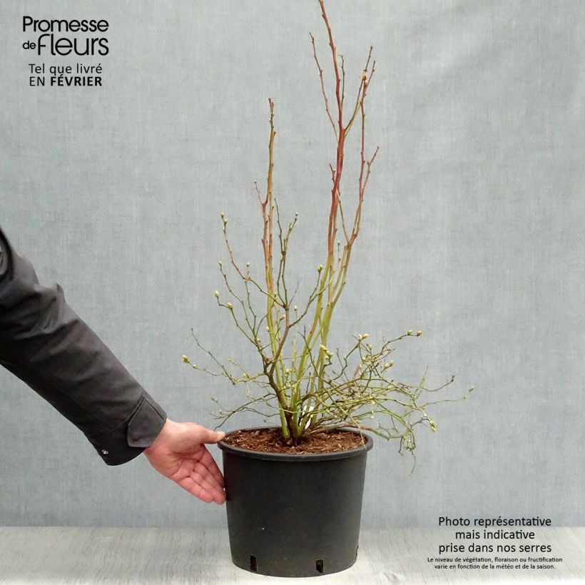 Example of Vaccinium corymbosum Goldtraube- American Blueberry 7.5L/10L pot, Bush as you get in hiver