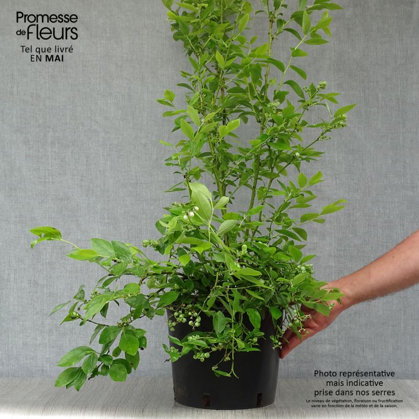 Vaccinium corymbosum Goldtraube- American Blueberry 7.5L/10L pot, Bush sample as delivered in spring